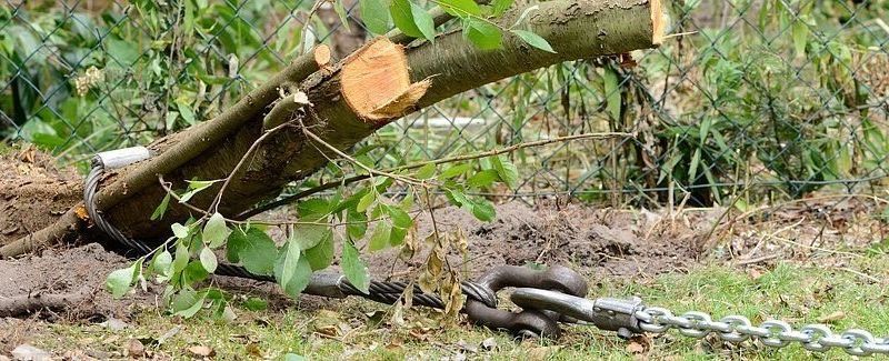 trueb-gartenholzerei-gartenunterhalt.jpg